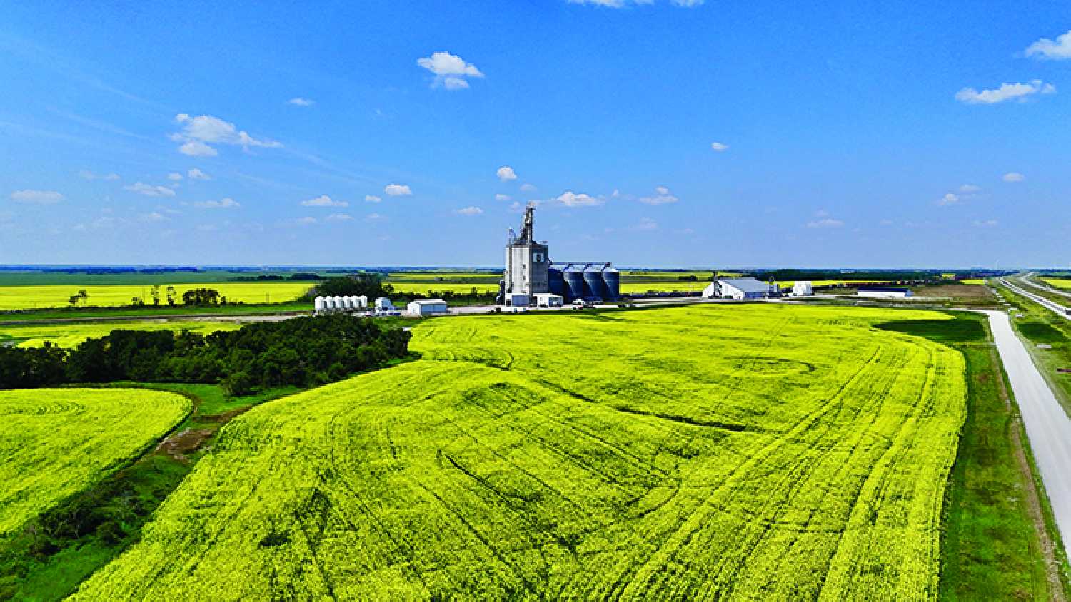 Canola in a field west of Moosomin